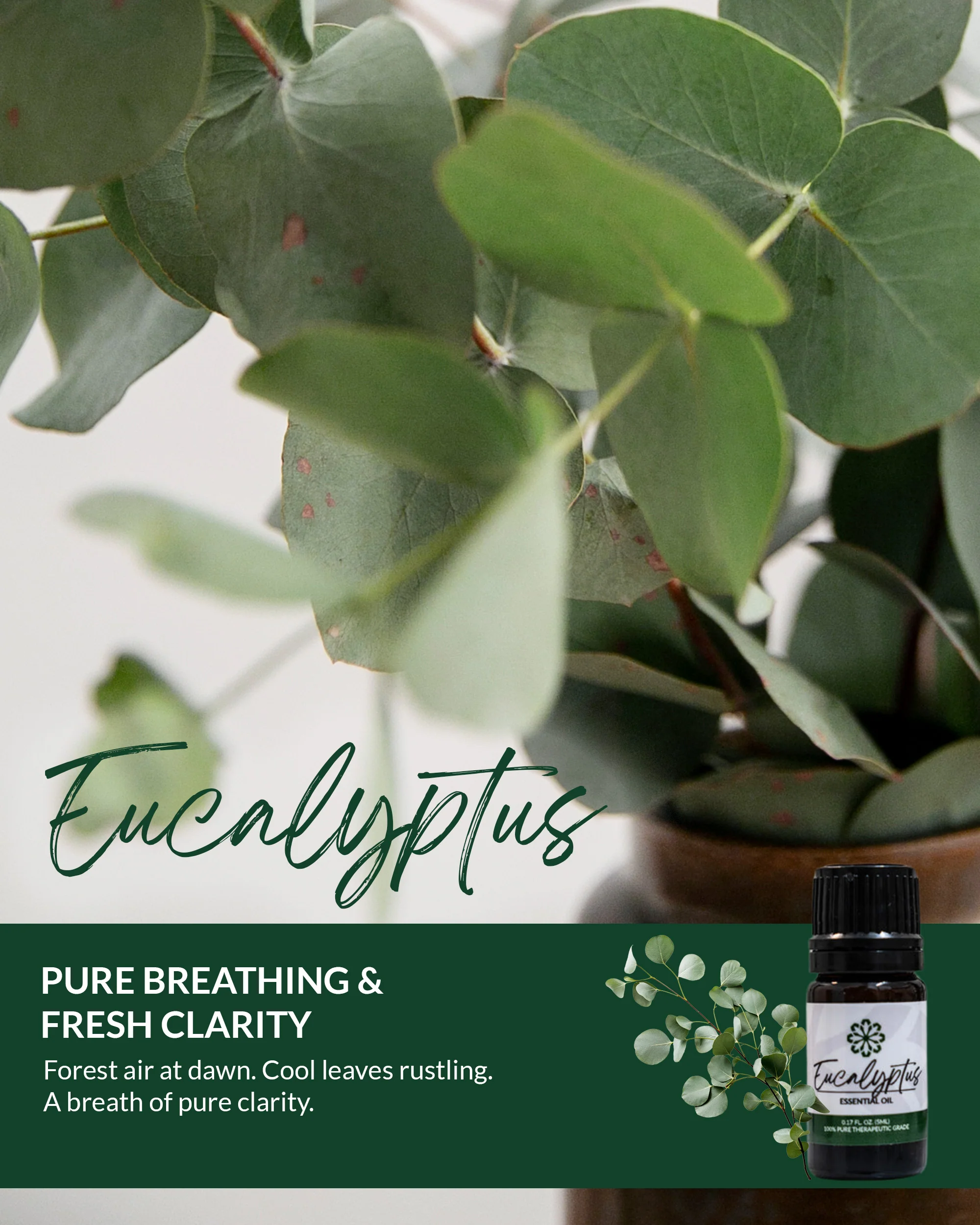 Eucalyptus Essential Oil 5mL - Pure, Therapeutic Grade for Clear Breathing & Congestion Relief - Image 4